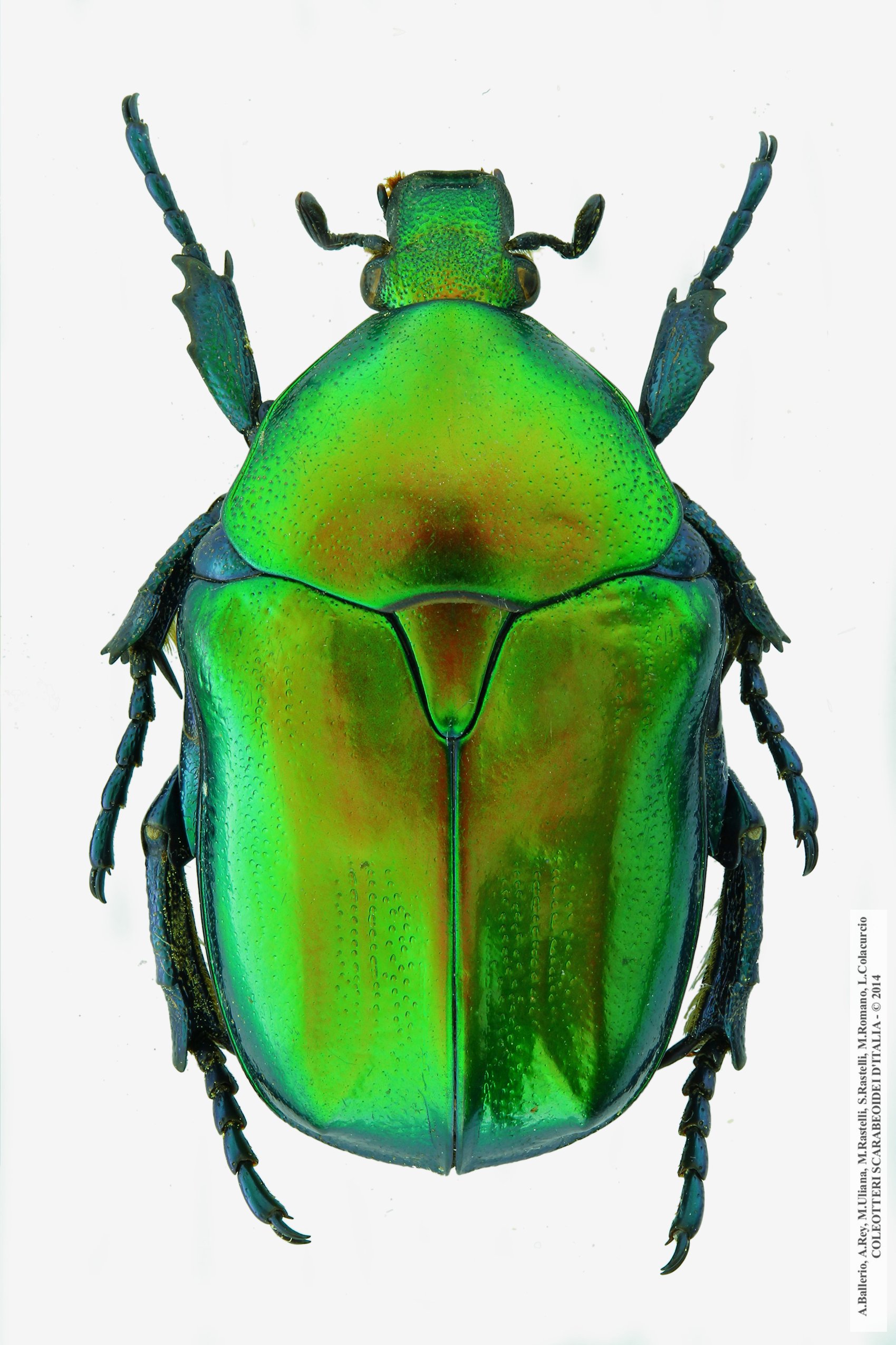 Protaetia affinis affinis